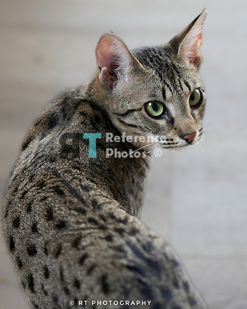 Savannah Cat 'Gaia' of Cattey Savval