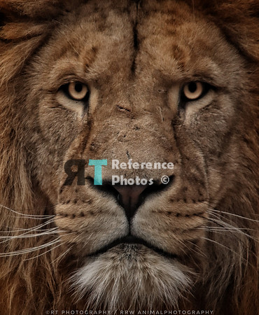 Lions face