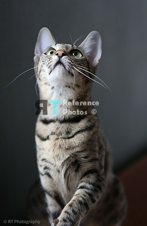 Savannah Cat 'Gaia' of Cattey Savval
