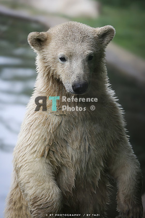 Polar bear cub