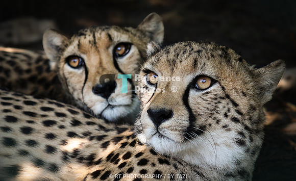 Cheetahs (Mum & daughter)