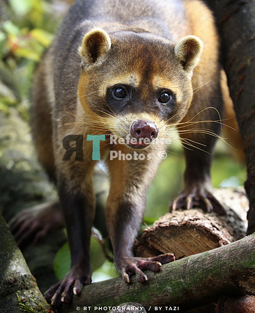 Crab eating raccoon