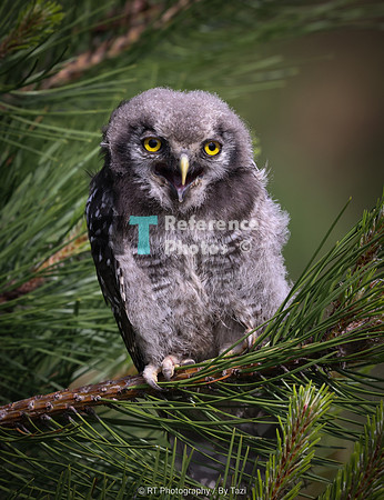Young sparrow owl