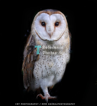 Barn owl