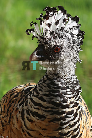 Great curassow (female)