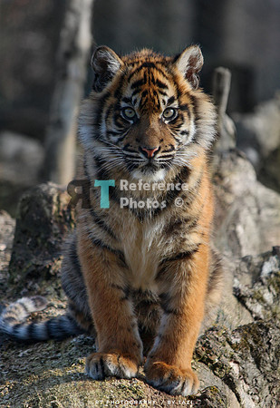 Sumatran tiger cub (Note: earlier work, less detailed than more recent work)