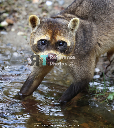 Crab eating raccoon