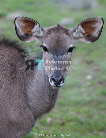 Kudu (female)