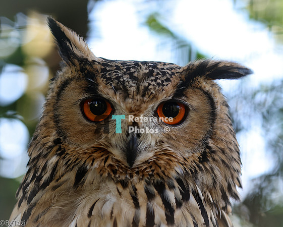 Bengal eagle owl