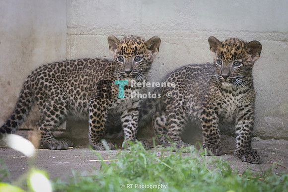 Sri Lanka leopard cubs (Note: lost some detail due to long distance)
