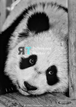 Baby panda (B&W)