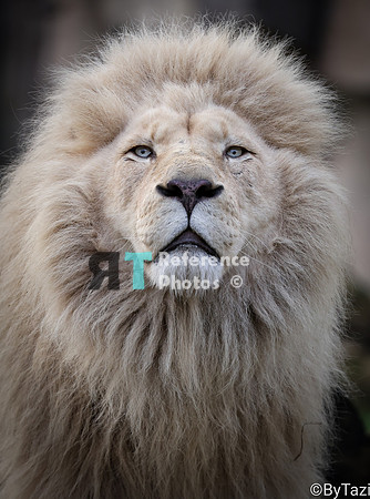 White lion