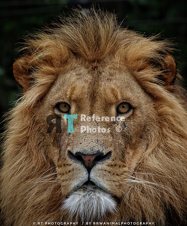 African lion close up