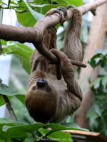 Linnaeus's two-toed sloth
