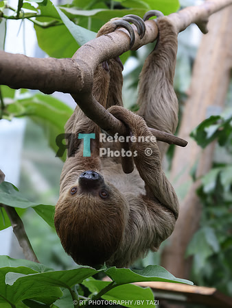 Linnaeus's two-toed sloth