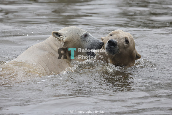 Playing polar bears