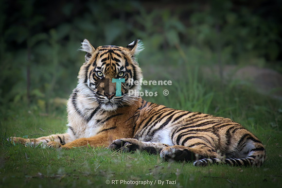 Sumatran tiger