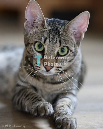 Savannah Cat 'Gaia' of Cattey Savval
