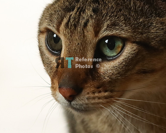 Savannah Cat 'Noa' of Cattey Savval