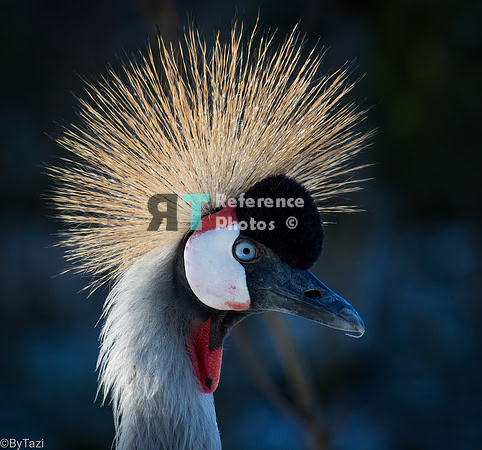 Grey crowned crane