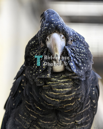 Red-tailed black cockatoo