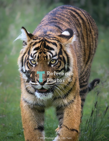 Sumatran tiger