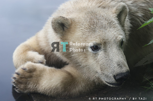 Polar bear cub