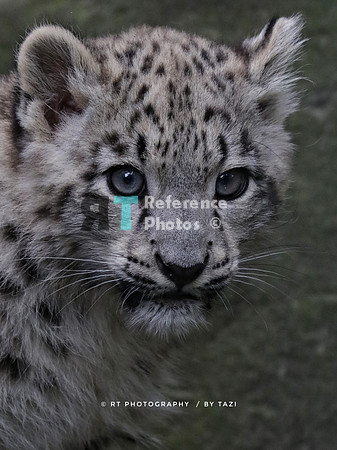 Snow Leopard cub