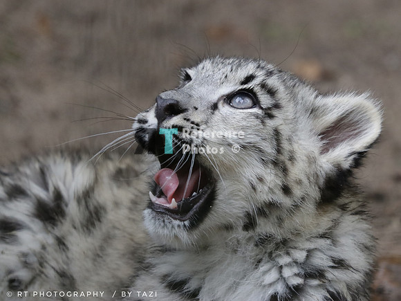 Snow Leopard cub