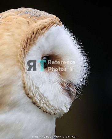 Barn owl profile