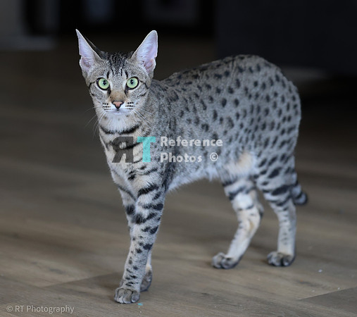 Savannah Cat 'Gaia' of Cattey Savval