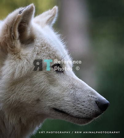 Hudsonbay wolf