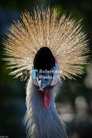 Grey crowned crane