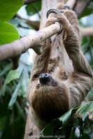 Linnaeus's two-toed sloth
