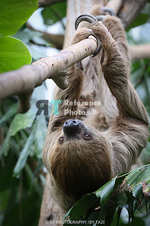 Linnaeus's two-toed sloth