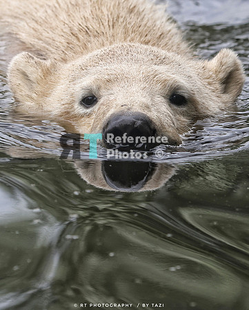 Polar bear cub (cropped)