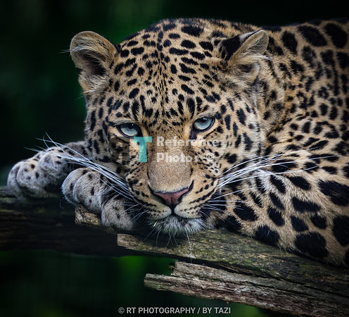 Leopard on a tree