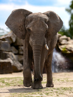 African  Elephant