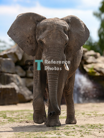 African  Elephant
