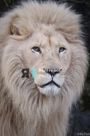 White lion