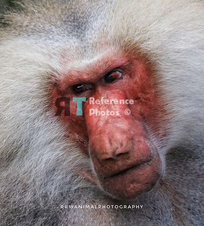 Hamadryas baboon