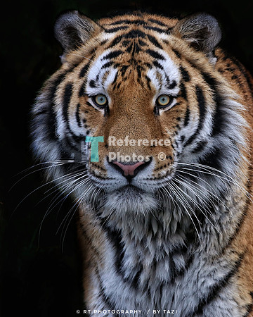 Amur tiger (colour)