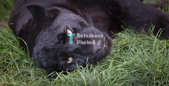 Black leopard (juvenile)