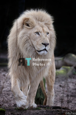 White lion (Note: some shades of branches over the mane and paws, but gorgeous pose)