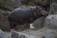 Baby hippo
