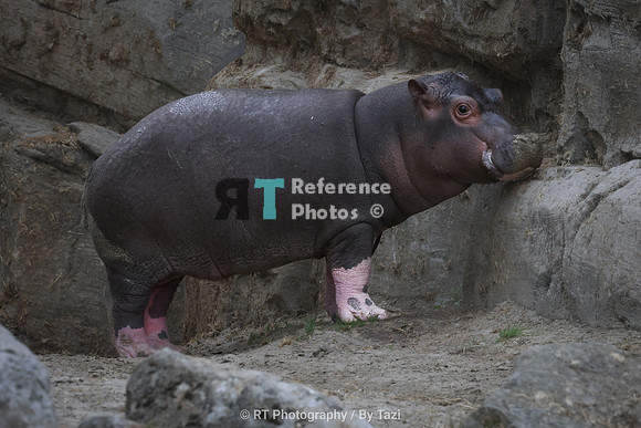 Baby hippo