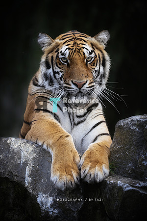 Bengal tiger
