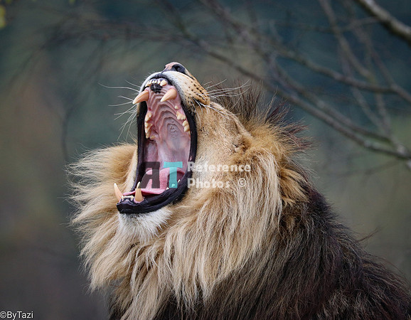 Lion yawning