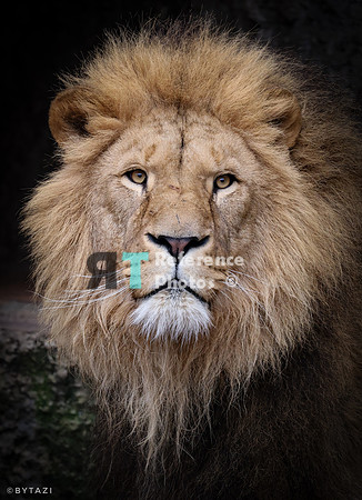 Lion portrait