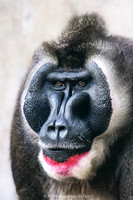 Drill baboon